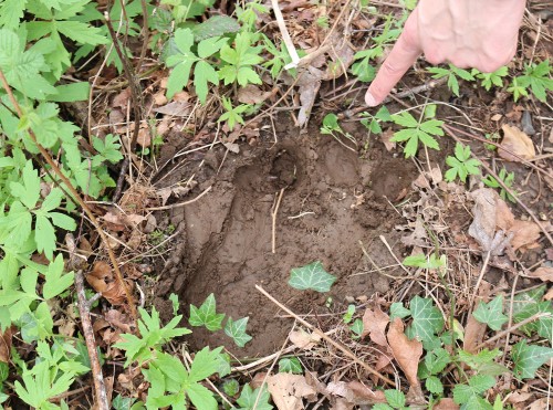 Proof! A Monster Spotters Student Club photograph of one of the many strange tracks they found among invasive ivy in Lesser Park. Tracks lead to a trap students made that is baited with M&Ms. They report no beast has been captured yet, though.