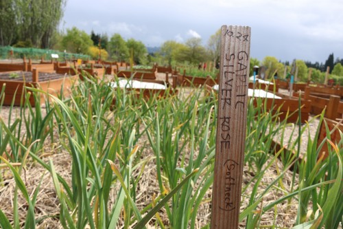 The award-winning Rock Creek Learning Garden is a big piece of PCC's sustainability success.