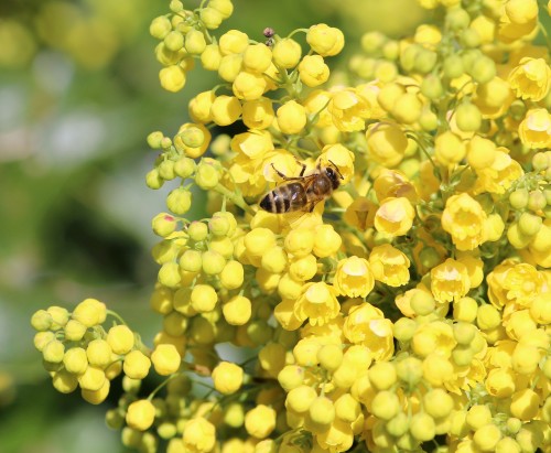 PCC is looking to replace grass with more pockets of perennial flower beds on all of its campuses.