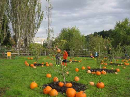 Pumpkins at the Rock Creek Harvest Festival.