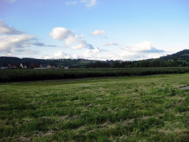 Looking south from Fernwood Road in Newberg of the land that PCC's future center will sit on.