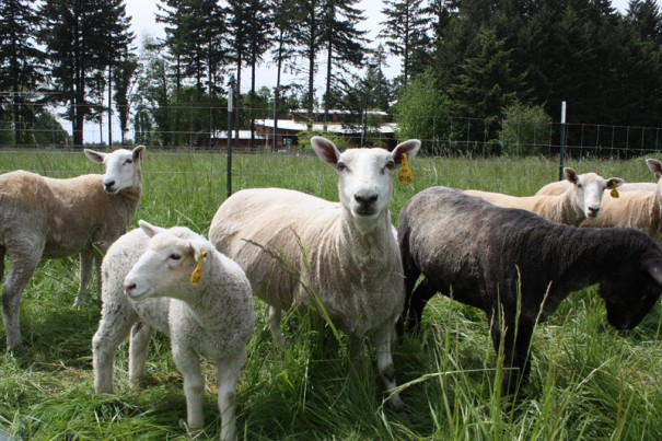 Sheep-solar21-optimized